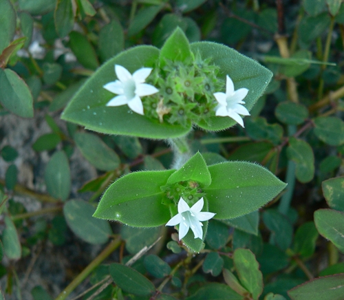 {Richardia scabra}